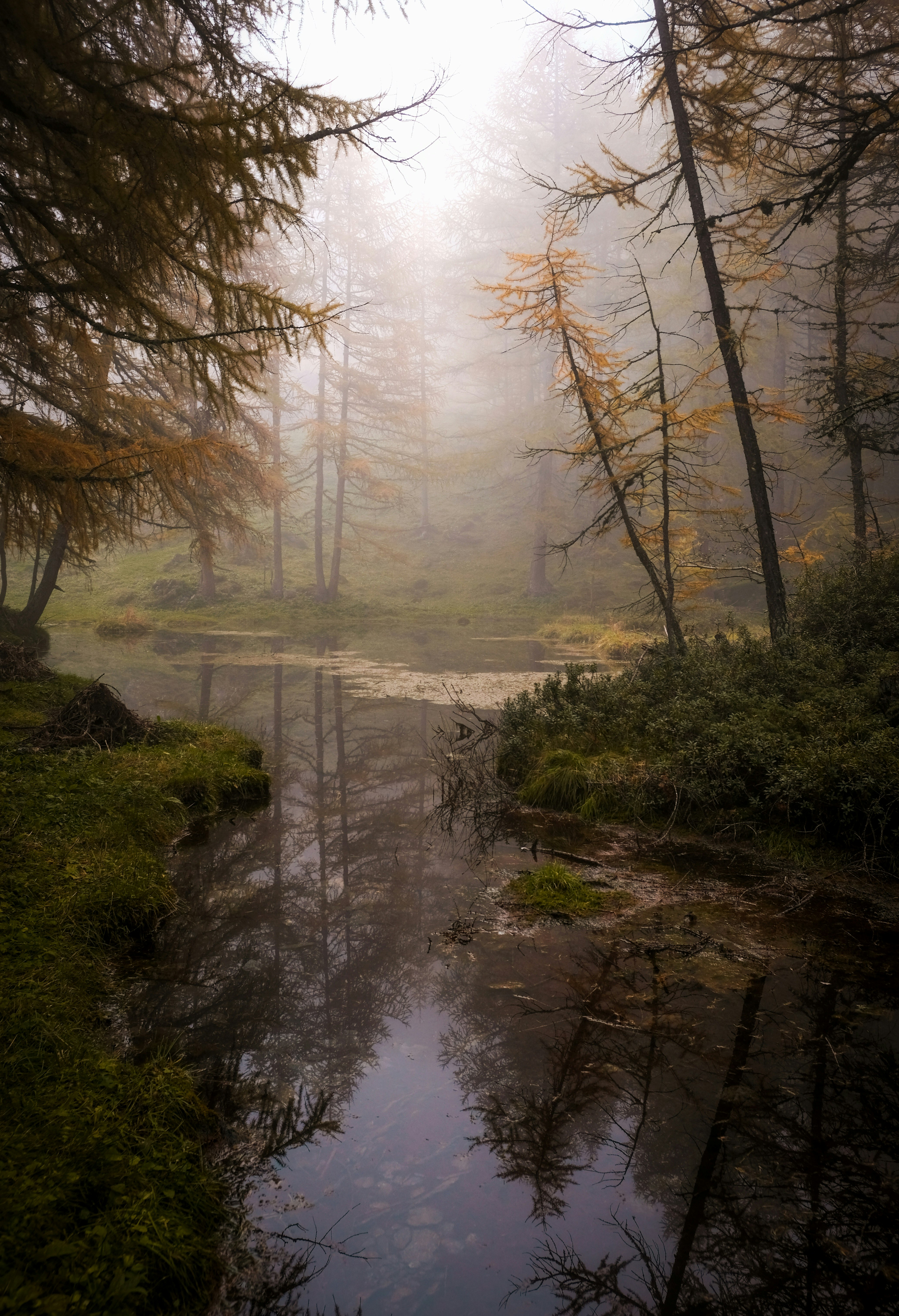 green trees beside river during daytime